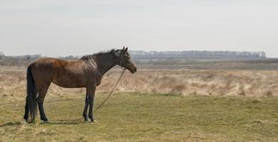 vue latérale d'un cheval dans le pâturage des terres agricoles. photo