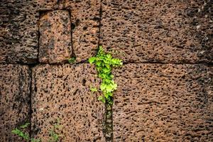 la plante pousse dans la paroi rocheuse. photo