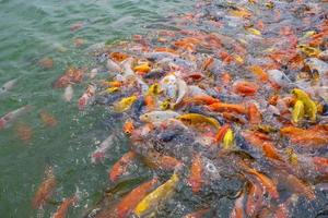 poissons tilapia et koi ou poissons carpes fantaisie nageant en attente de nourriture dans l'étang. photo