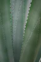 gros plan de plantes succulentes, détail des feuilles fraîches d'agave americana photo