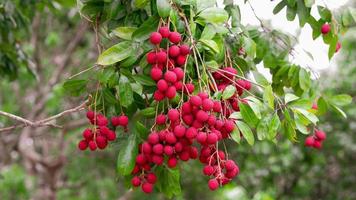 litchi amphawa sur arbre, le litchi le plus délicieux de thaïlande. photo