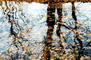 reflet des feuilles tombées dans l'eau