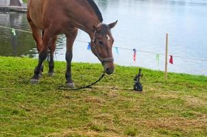 le cheval va manger de l'herbe dans le pâturage au bord de la rivière photo