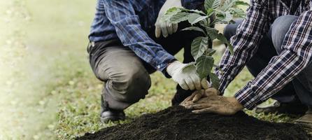 planter un arbre. gros plan sur un jeune homme plantant l'arbre tout en travaillant dans le jardin. photo