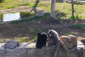 deux petits singes photo