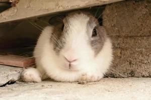 les lapins sont de petits mammifères. lapin est un nom familier pour un lapin. photo