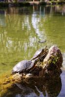 les tortues de l'étang se prélassent au soleil sur une pierre photo