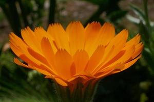 marguerite orange dans une journée ensoleillée photo