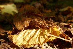 feuilles sèches fanées au sol photo