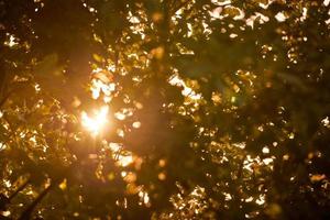 lumière du soleil jaune chaud à travers le feuillage des arbres, beau soleil traversant les feuilles des arbres photo