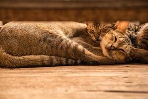 photo recadrée d'un chat de mignonnes de couple domestique qui dort.