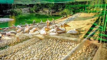 pélicans au zoo photo