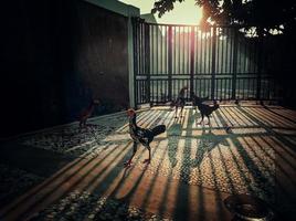 photo d'un poulet menteur colonisant une maison dans un lotissement le matin avec le soleil entrant dans l'ombre de la clôture