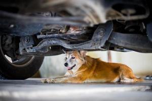 chien brun dormant sur un sol en ciment sous la voiture photo