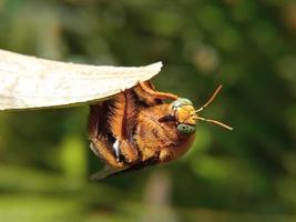 abeille. gros plan d'une grande abeille par une journée ensoleillée. macro d'un insecte vivant. arrière-plans d'été et de printemps photo