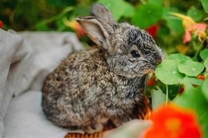 petit lapin sur l'herbe verte en été. petit lapin nain assis près de fleurs. photo