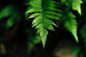 feuilles vertes dans la nature en soirée d'été photo