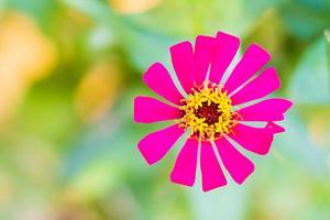 fleurs de zinnia roses magnifiquement épanouies avec arrière-plan flou. photo