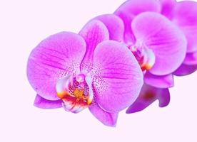 belle orchidée sur fond rose. phalaenopsis en fleur photo