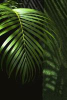 la lumière du soleil et l'ombre sur la surface de la feuille de palmier verte poussent dans la zone de jardinage domestique photo