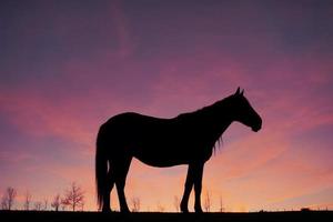 silhouette de cheval dans le pré avec un beau fond de coucher de soleil photo