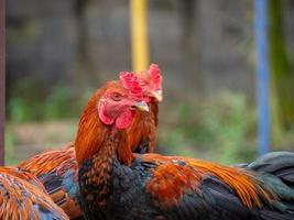 poulet et nature photo