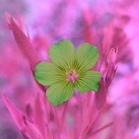 fleur qui fleurit au printemps dans le jardin photo