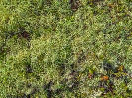 texture de roche en pierre avec de la mousse verte et du lichen en norvège. photo