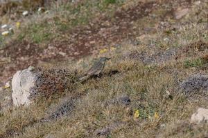 Rock pipit attraper des insectes volants dans la garrigue à kynance cove photo