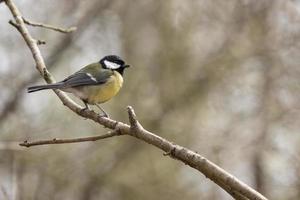 Mésange charbonnière perchée sur une branche photo