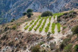 vignoble sur une colline à chypre photo