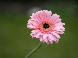 gerbera rose gros plan photo