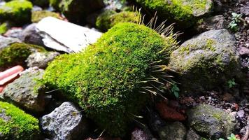 la mousse en coussinet leucobryum glaucum pousse sur les rochers. photo a été prise à cirebon java ouest indonésie