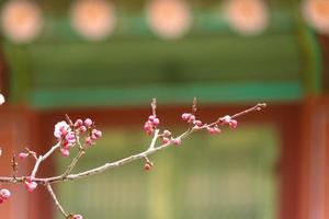 prune fleur de printemps, une fleur de prunier en fleurs photo