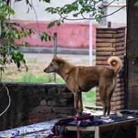 chien de rue à la recherche de nourriture incroyable, chien dans la région du vieux delhi chandni chowk à new delhi, inde, photographie de rue de delhi photo