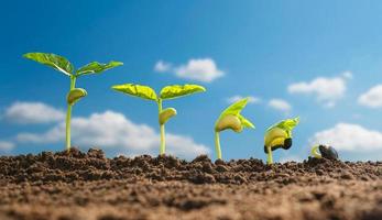 concept d'étape de croissance de l'ensemencement de plantes agricoles dans le jardin et su photo