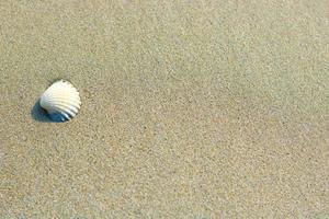petite coquille blanche sur fond de sable, mise au point sélective photo