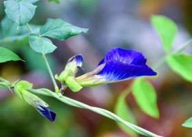 fleurs bleues épanouissement doux flou beauté nature photo