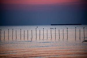 paysage de mouettes volant pendant le coucher du soleil le soir. photo