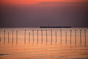 paysage de mouettes volant pendant le coucher du soleil le soir. photo