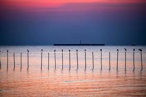 paysage de mouettes volant pendant le coucher du soleil le soir. photo