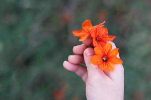 belle nature trois fleurs orange dans la main de l'enfant. photo