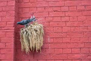 l'oiseau pigeon avec le mur de briques rouges. photo