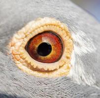 Close up detail dans les yeux d'oiseau pigeon voyageur photo