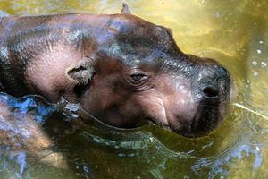 fuengirola, andalousie, espagne, 2017. hippopotame nain au bioparc photo