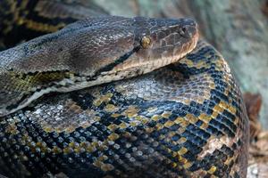 fuengirola, andalousie, espagne, 2017. python réticulé dans le bioparc photo