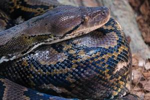 fuengirola, andalousie, espagne, 2017. python réticulé au biopar photo