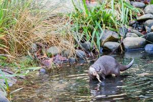 loutre asiatique à petites griffes photo