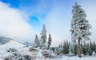 arbres de paysage d'hiver dans le gel photo