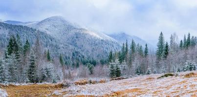 arbres de paysage d'hiver dans le gel photo